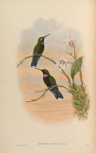 Ionolæma Whitelyana = Heliodoxa Schreibersii Whitelyana by John Gould